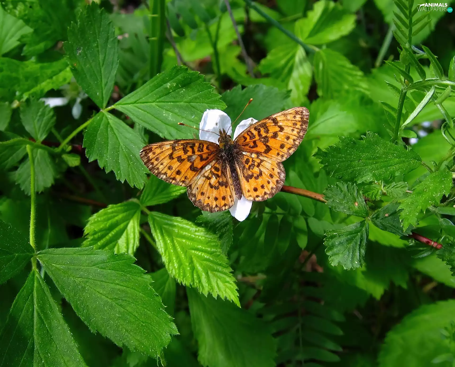 butterfly, Leaf