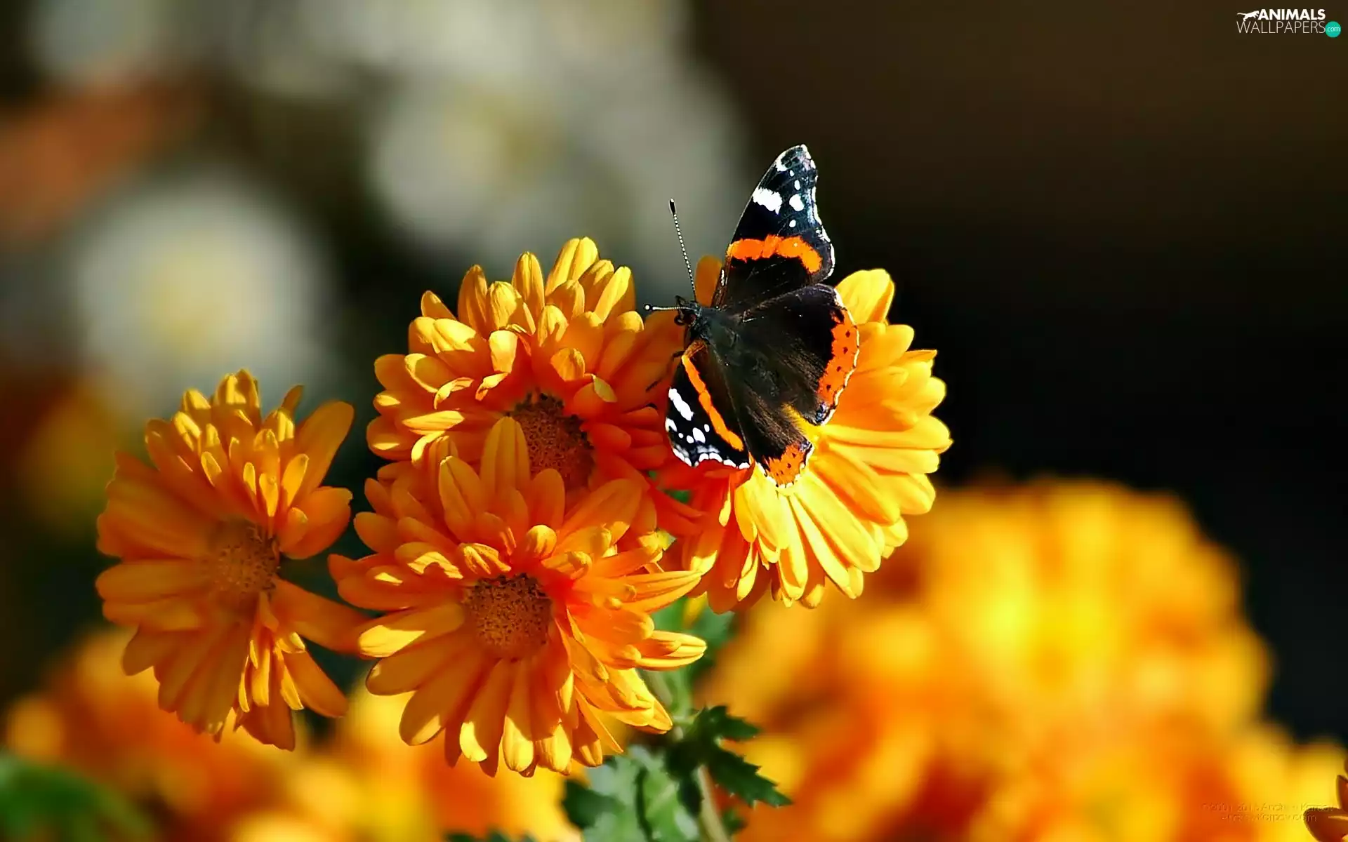 Mermaid Admiral, Flowers, butterfly