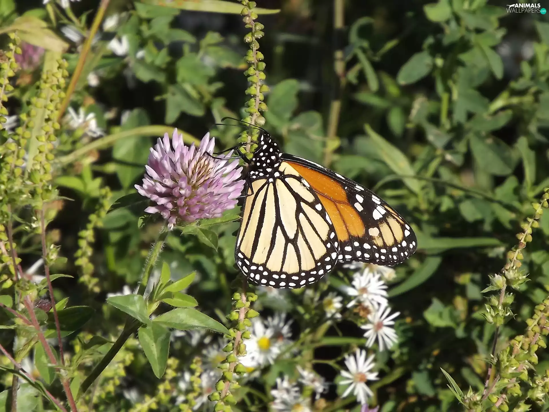 Monarch, Colourfull Flowers, butterfly