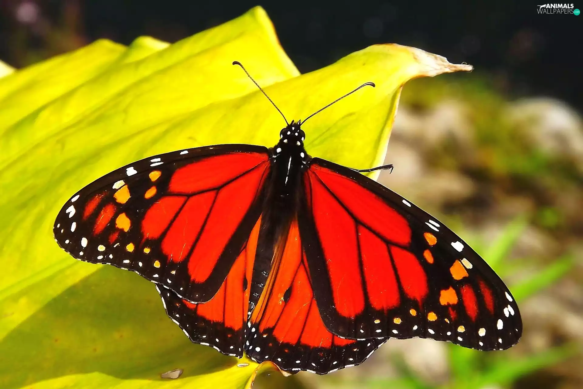 butterfly, Monarch