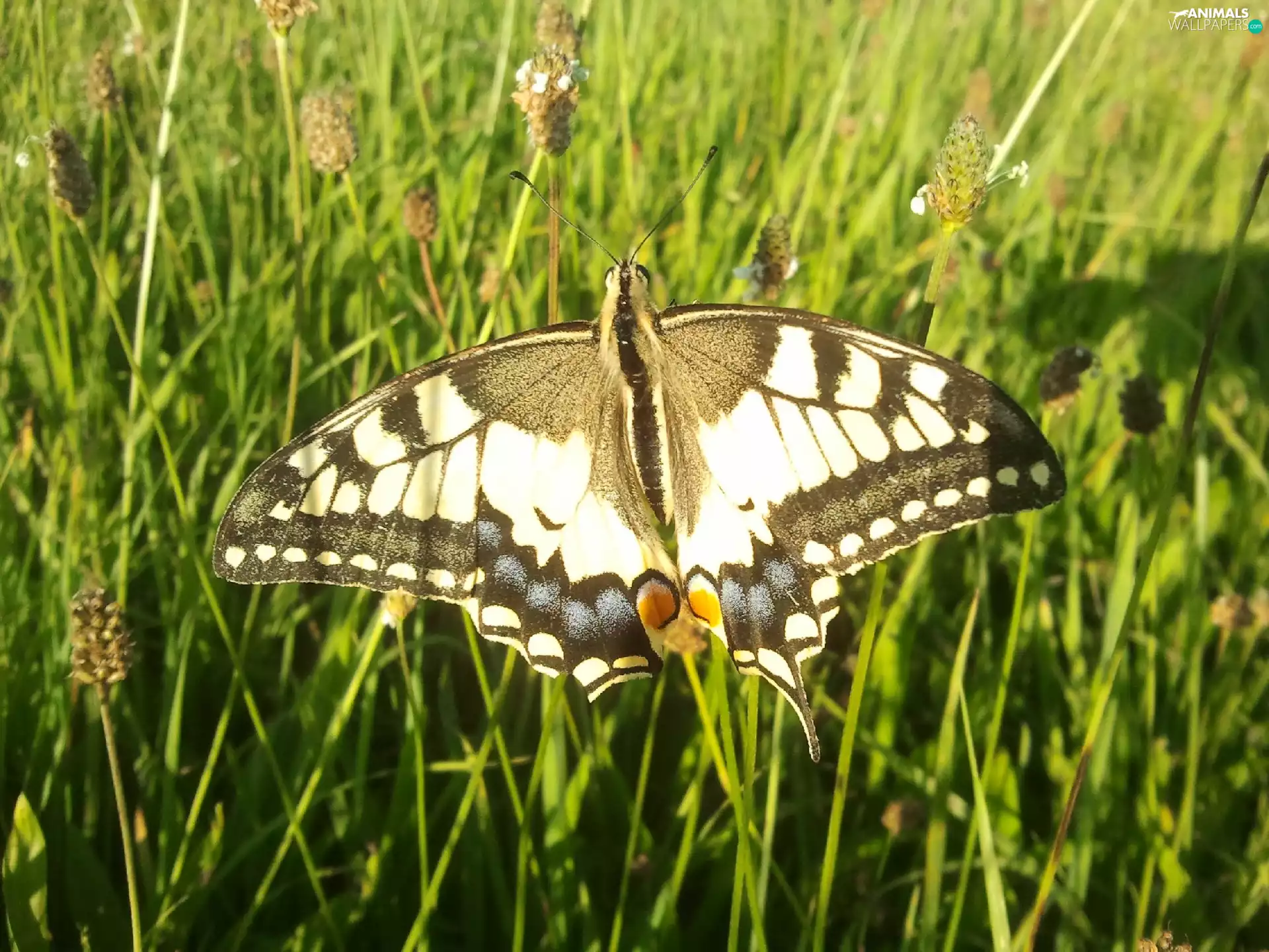 Oct Queen, Beatyfull, butterfly
