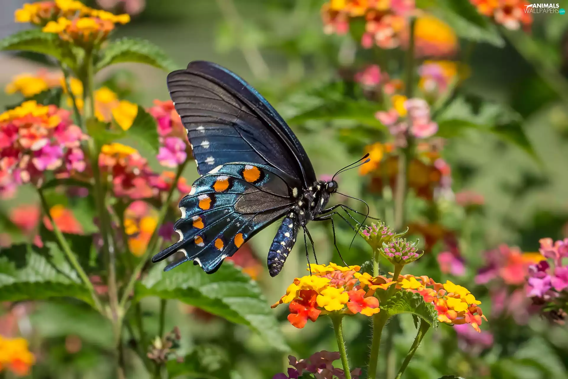 Flowers, butterfly, Old World Wwallowtail