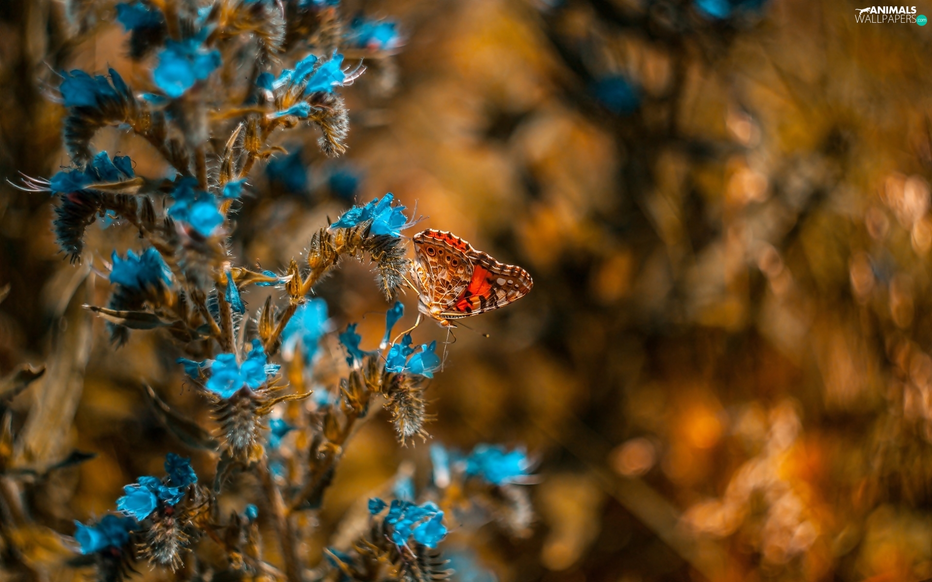 Blue, butterfly, Painted Lady, Flowers