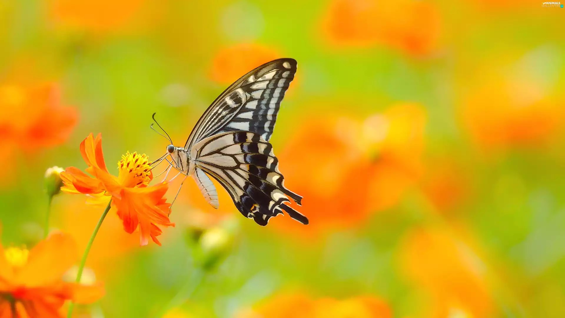 butterfly, Oct Queen