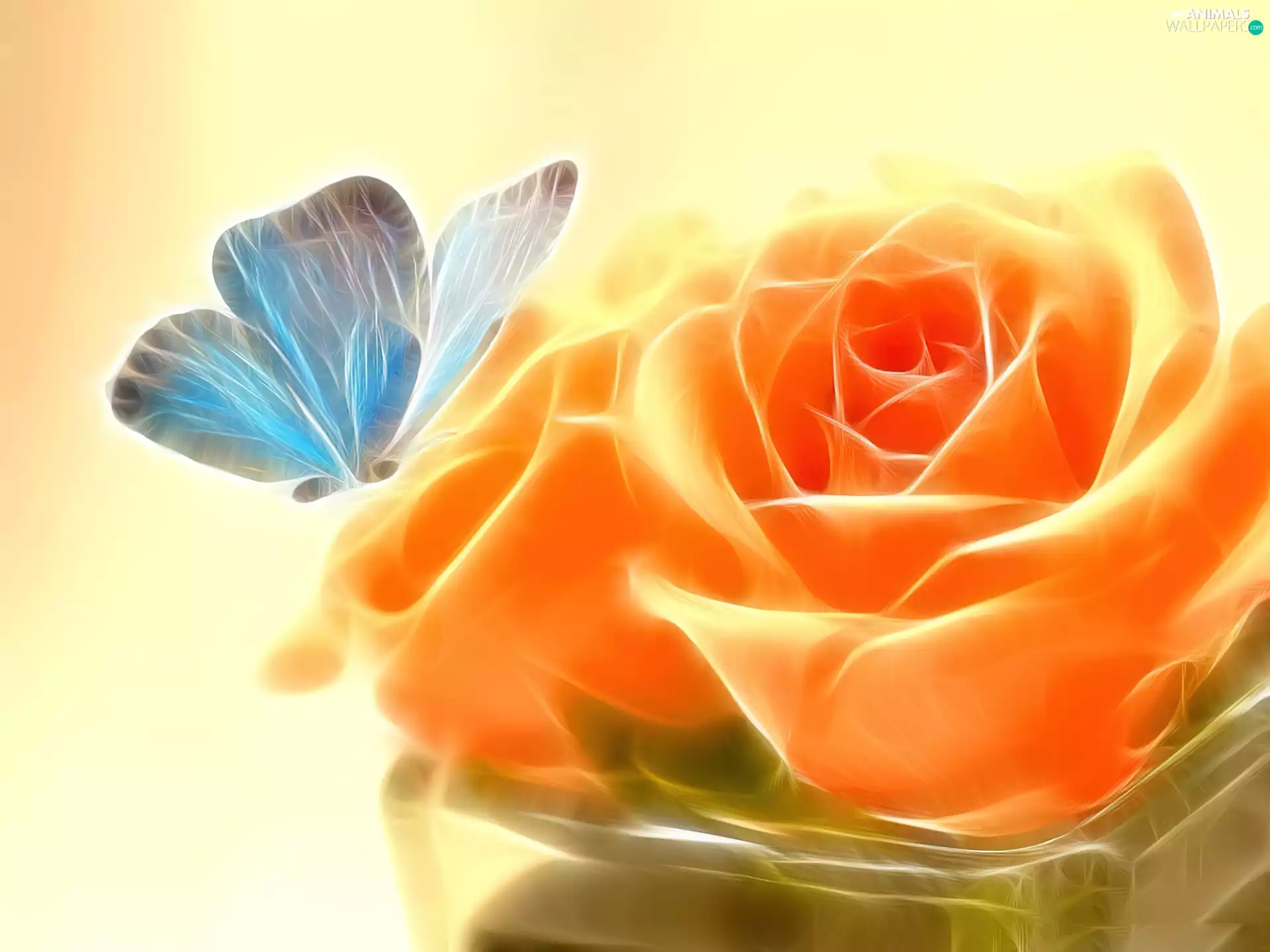 butterfly, Orange, rose
