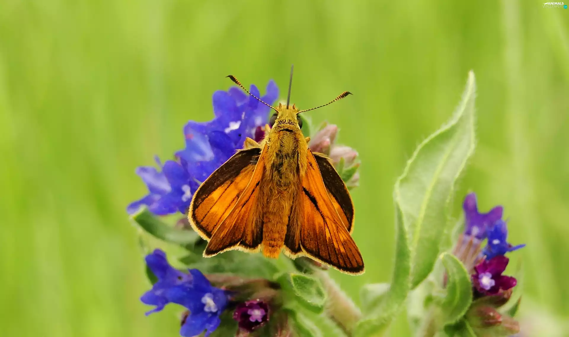 butterfly, Large skipper