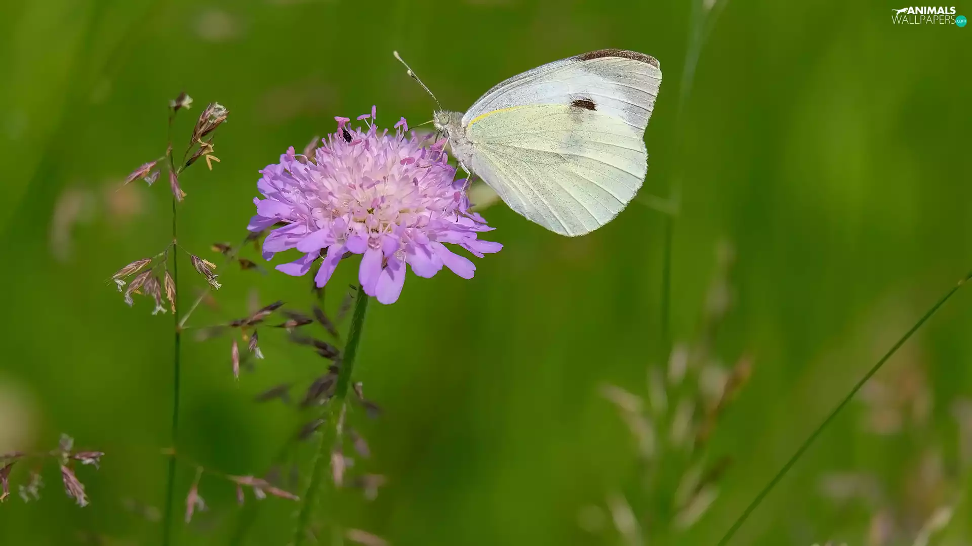 Small White, Flowers, butterfly