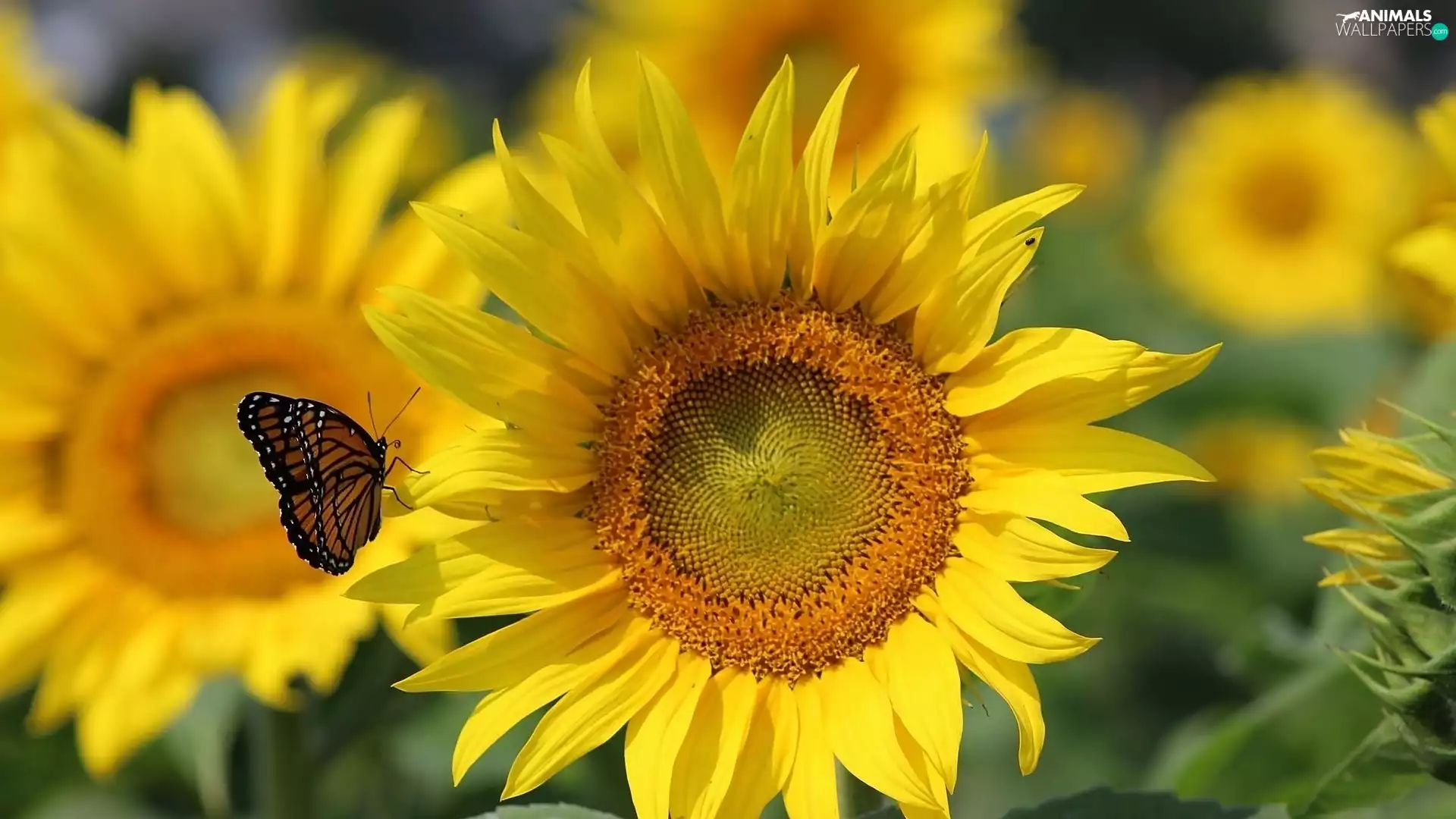 butterfly, Sunflower