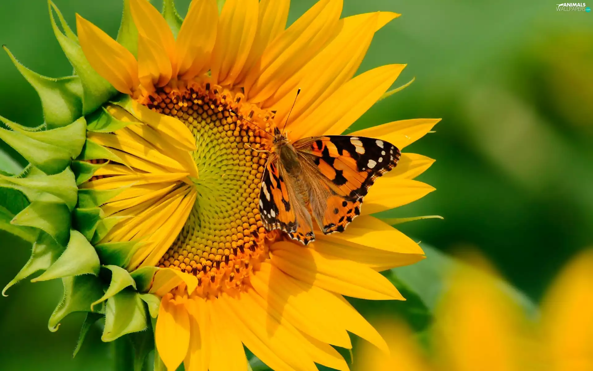 butterfly, Sunflower