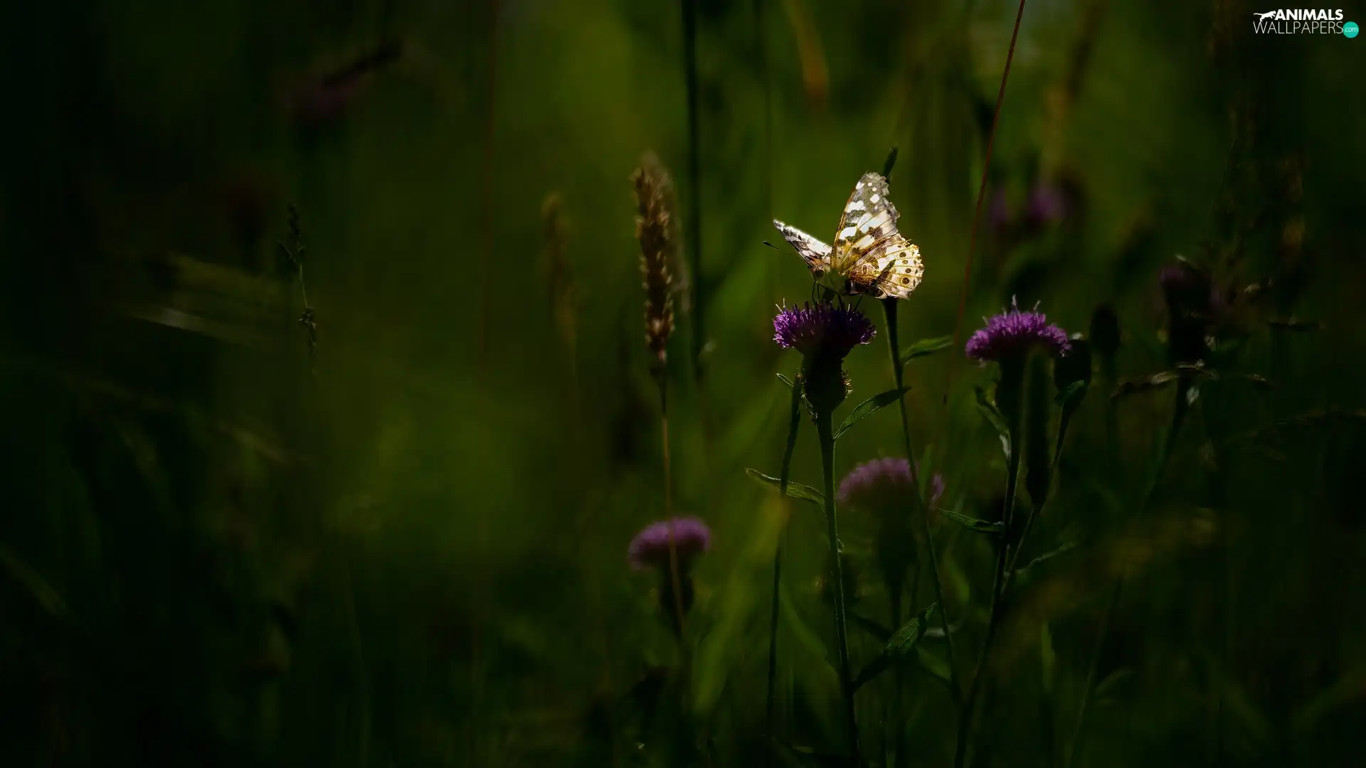 butterfly, Flowers, Thistle