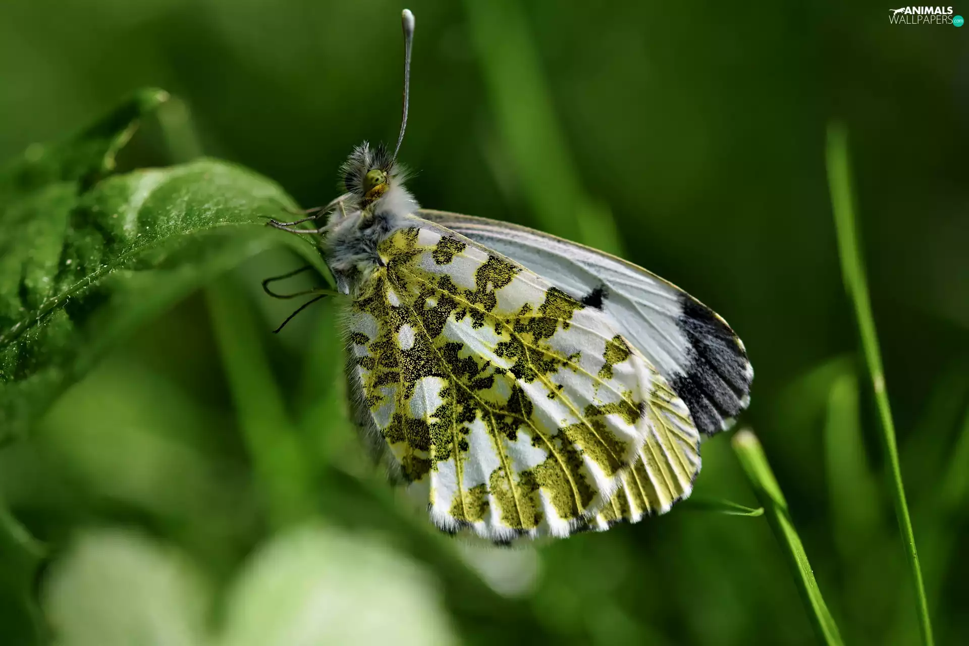 butterfly, Orange Tip