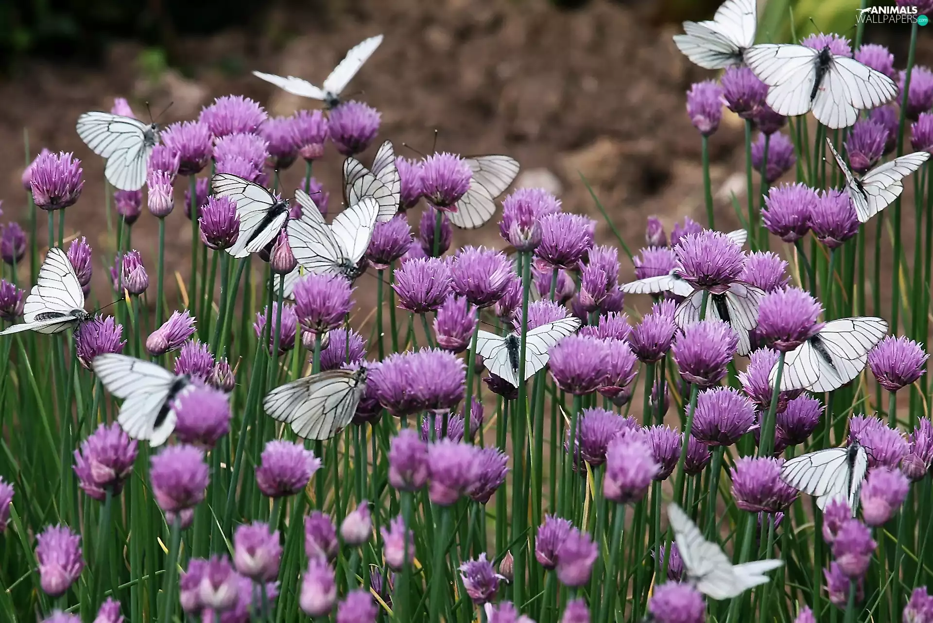 butterflies, butterfly, trefoil, White, Blossoming