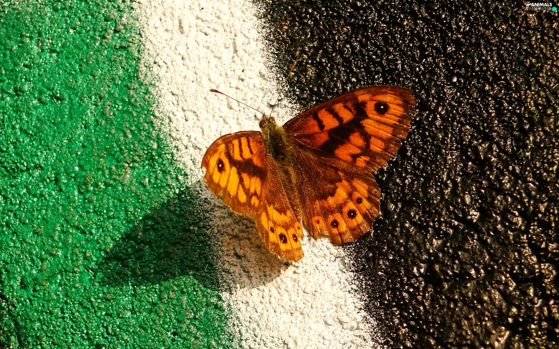 Wall Brown, Insect, butterfly