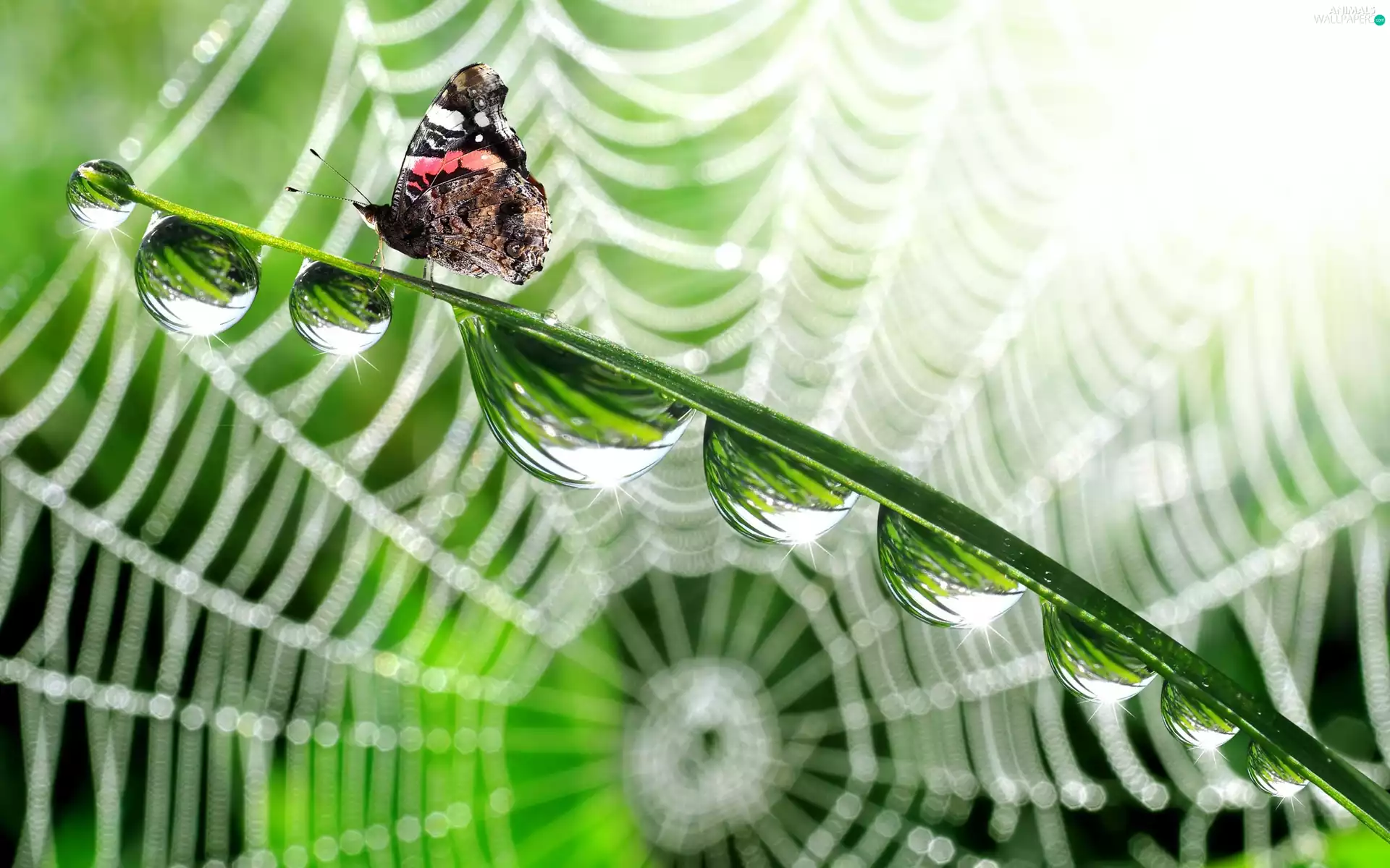 Rosy, butterfly, Web, drops, Close