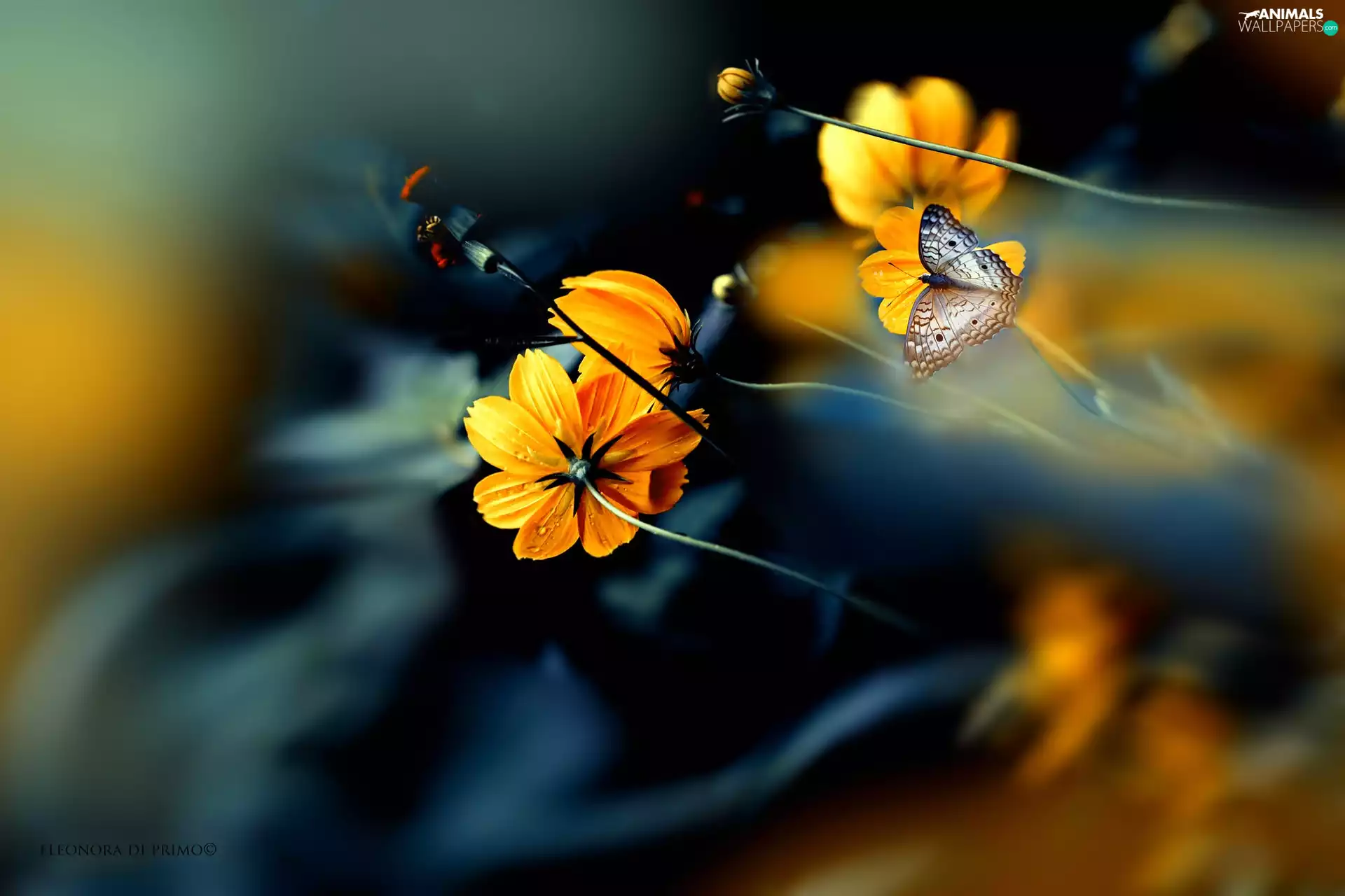 Flowers, butterfly, White Peacock, Cosmos