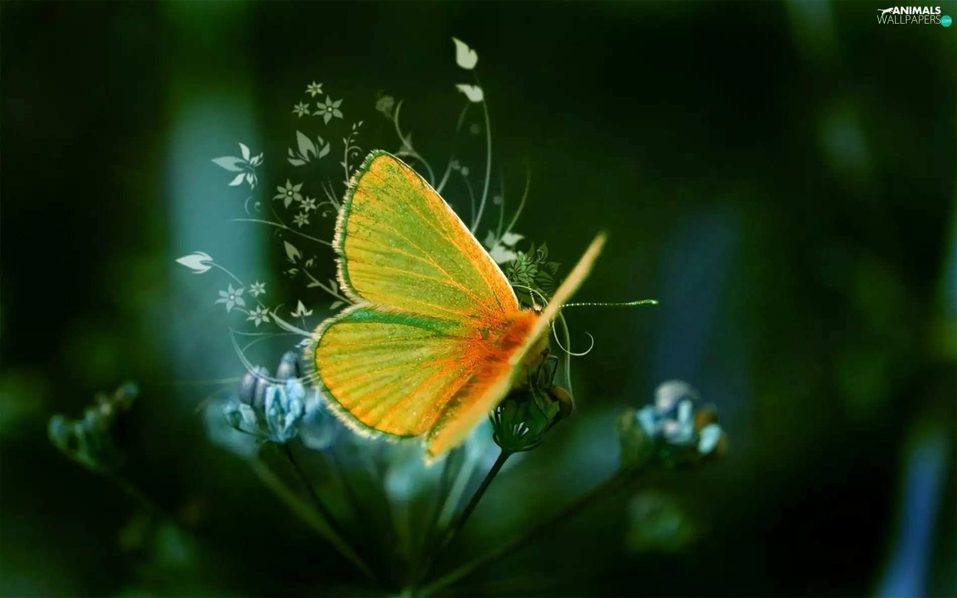 wings, Colourfull Flowers, butterfly