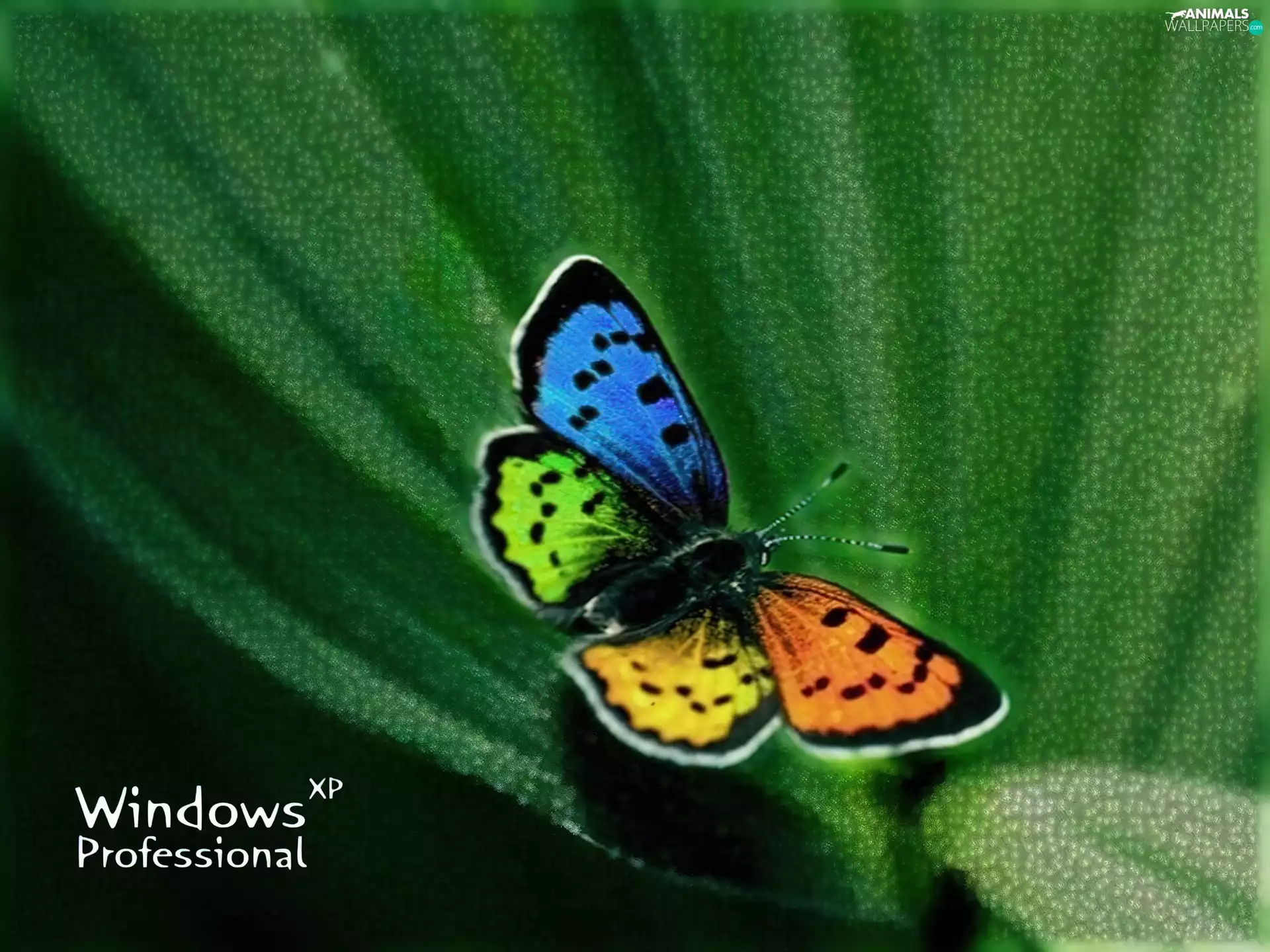 butterfly, Windows XP