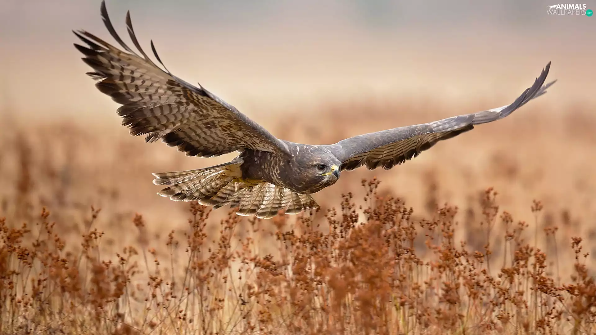 dry, Plants, Common Buzzard, Meadow, Bird