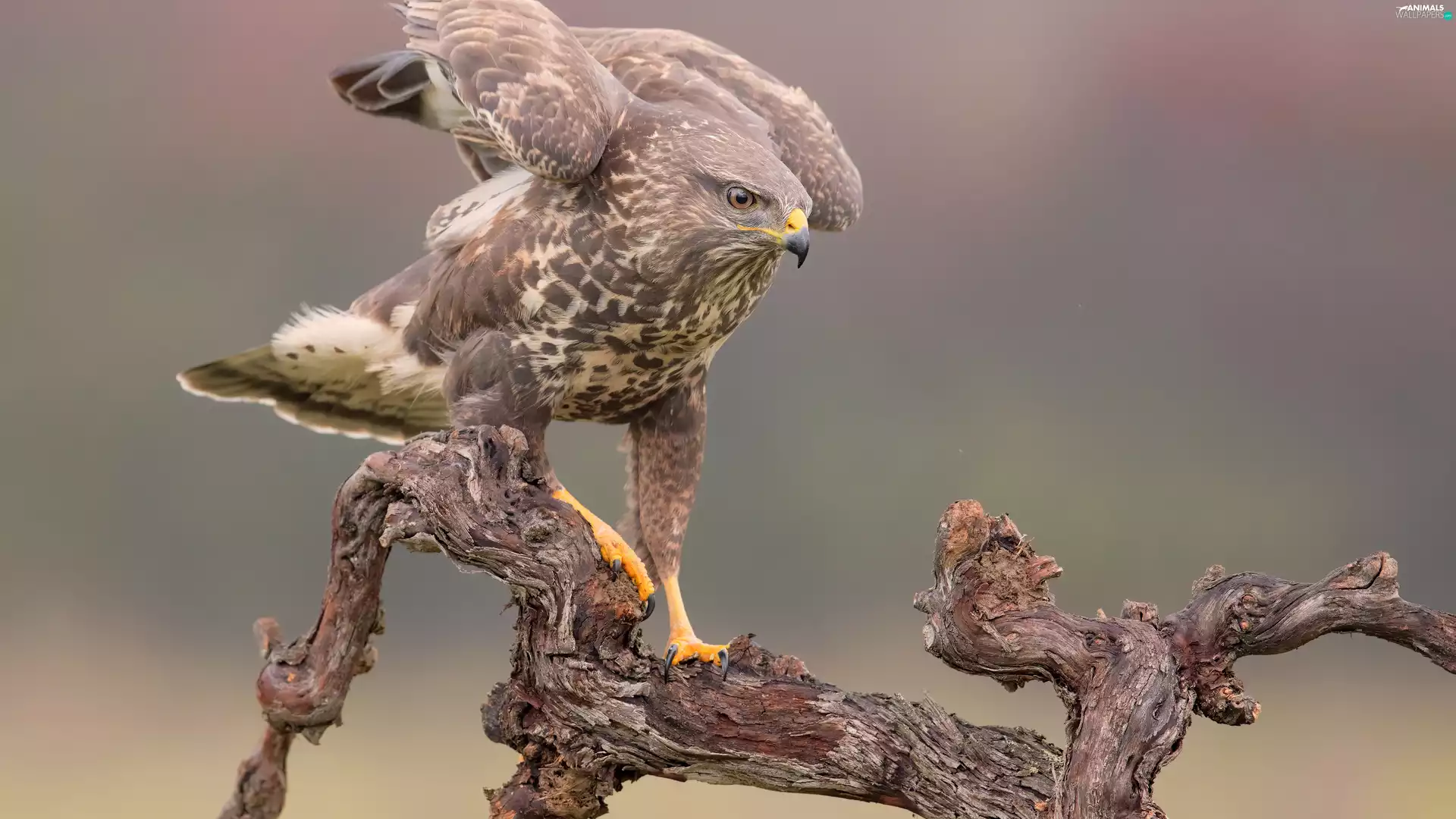 branch, Bird, Common Buzzard