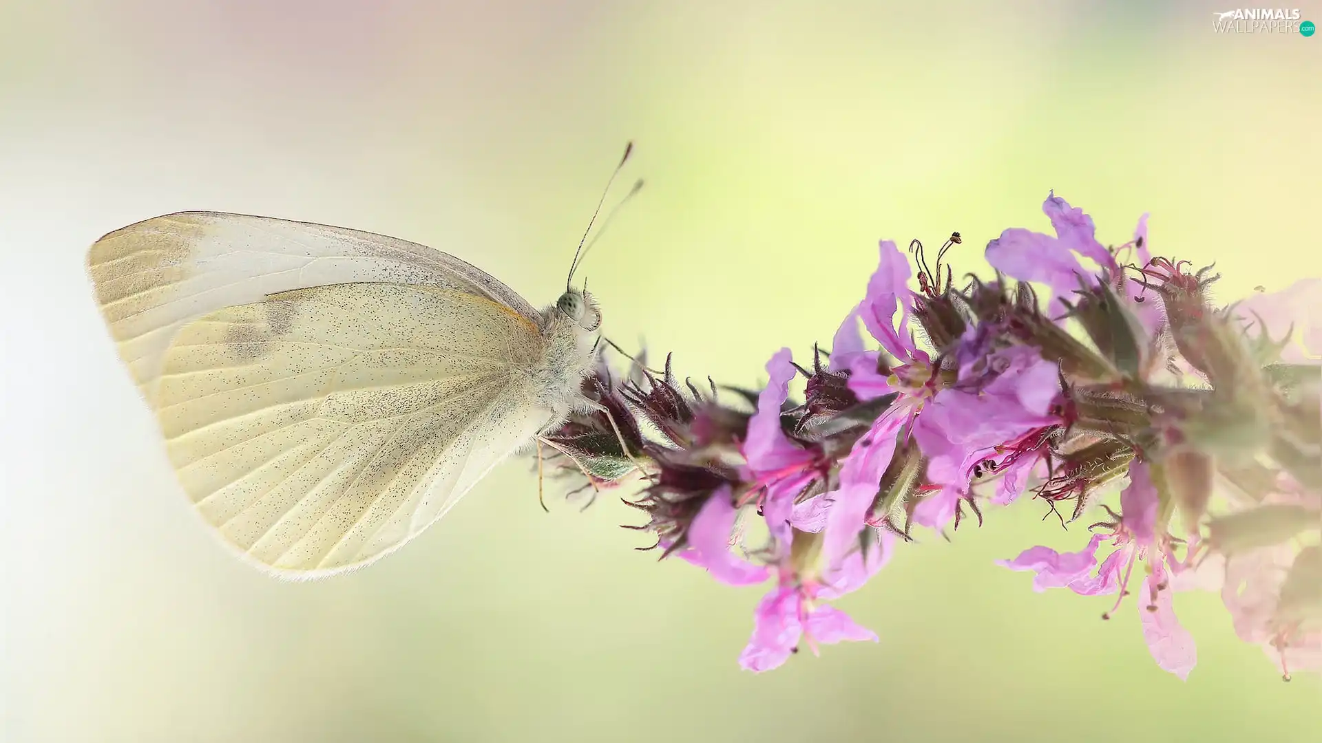 Colourfull Flowers, Close, Cabbage, Pink, butterfly