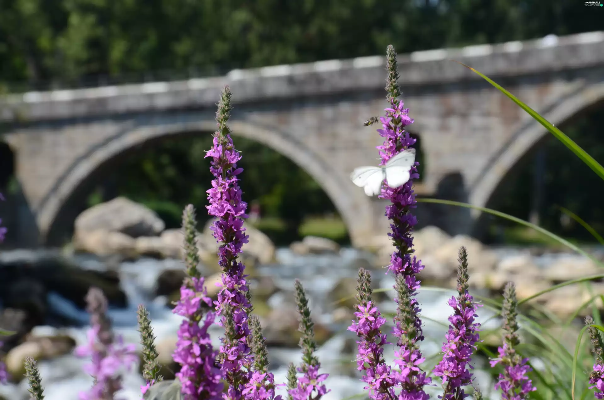 Cabbage, Flowers, butterfly