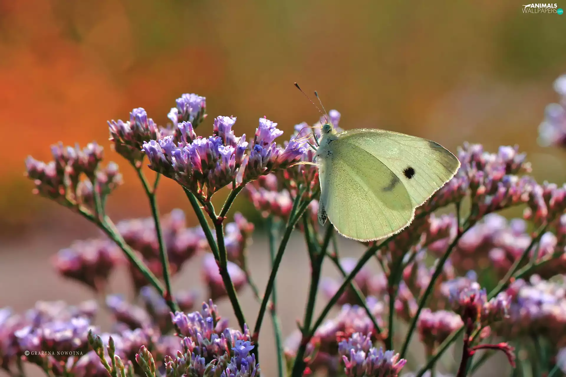 butterfly, Flowers, Insect, Cabbage