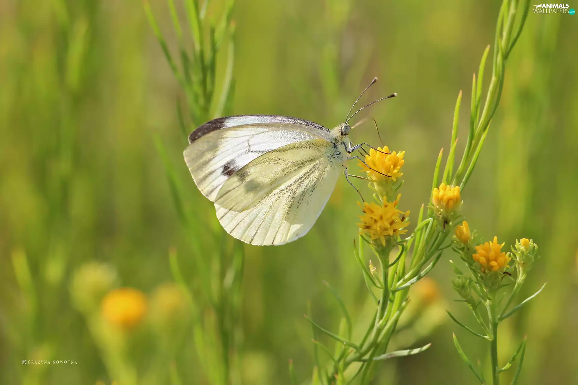 butterfly, White, Insect, Cabbage