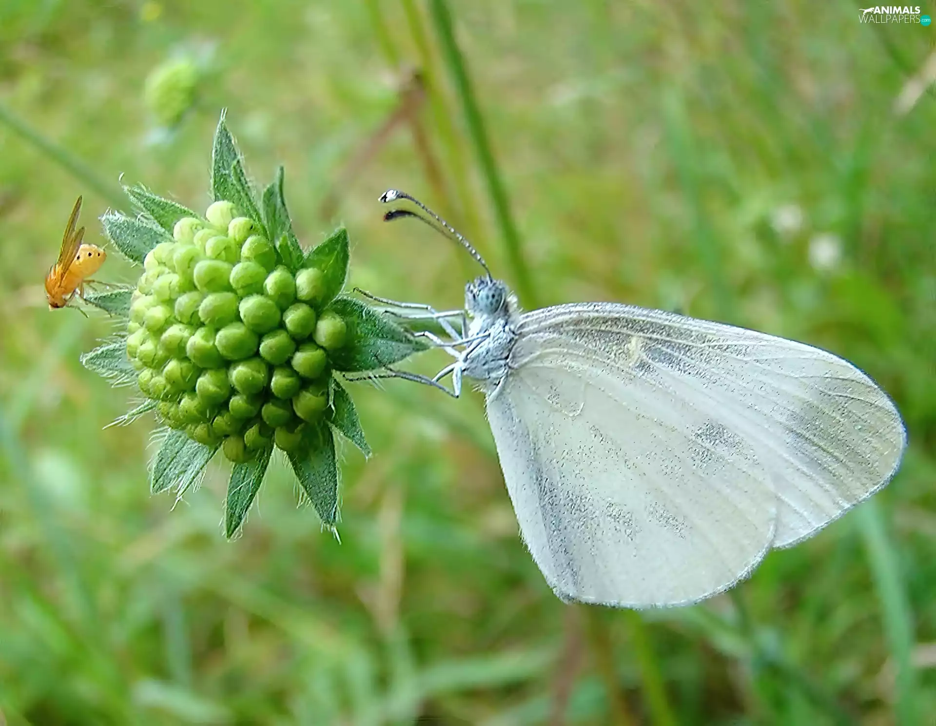 Cabbage, White, butterfly