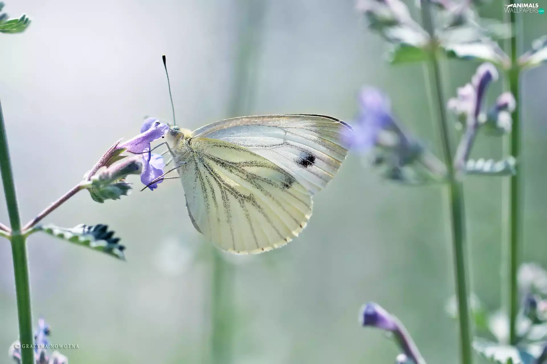 Cabbage, White, butterfly