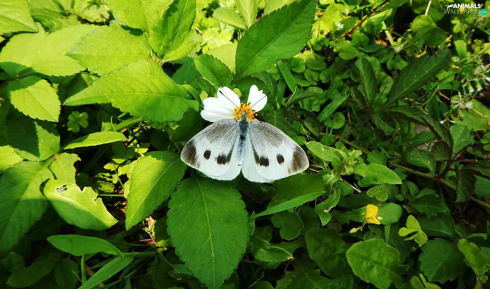 Cabbage, White, butterfly