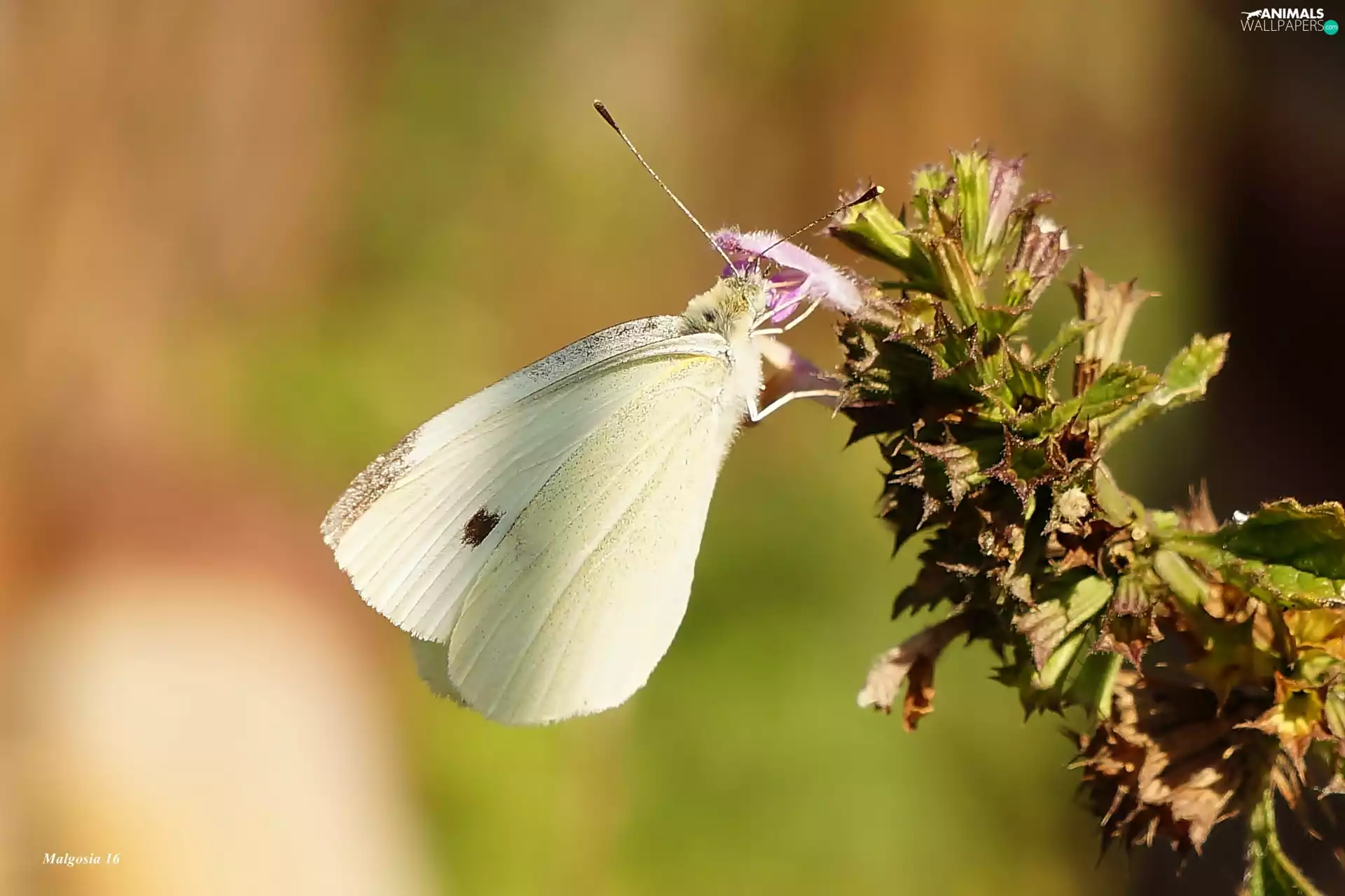 Cabbage Butterfly, butterfly, Cabbage