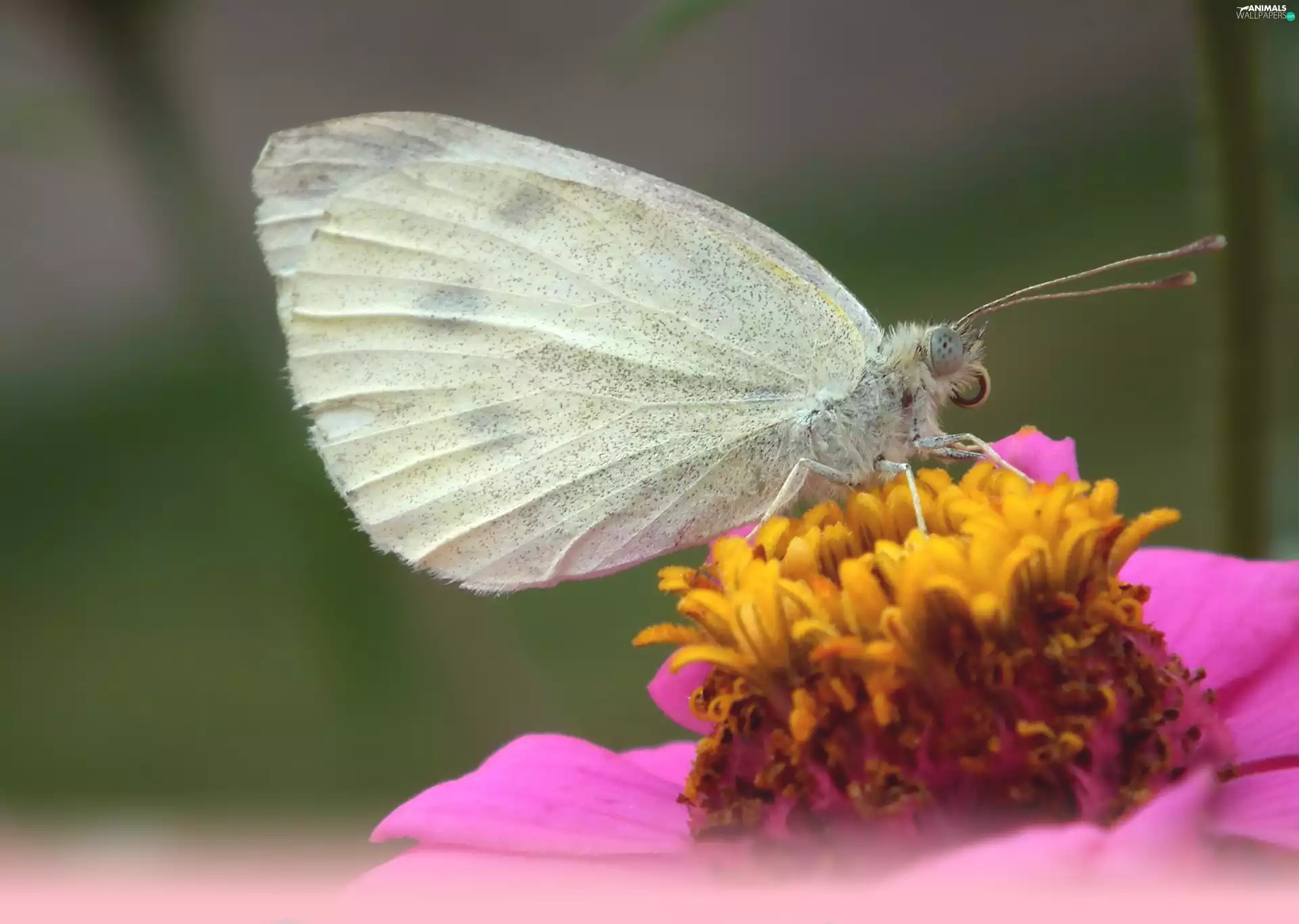 Colourfull Flowers, butterfly, Cabbage