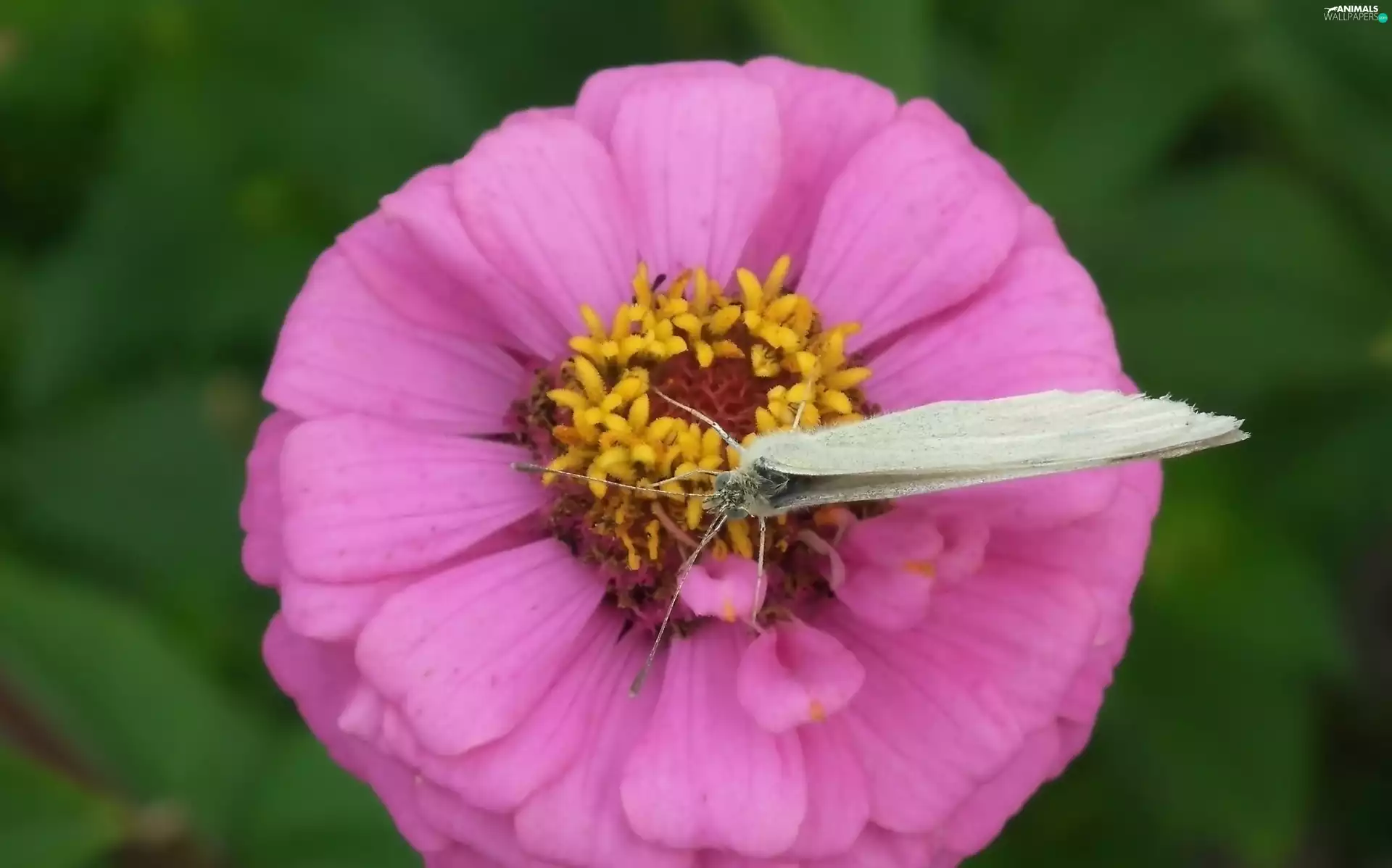Colourfull Flowers, butterfly, Cabbage