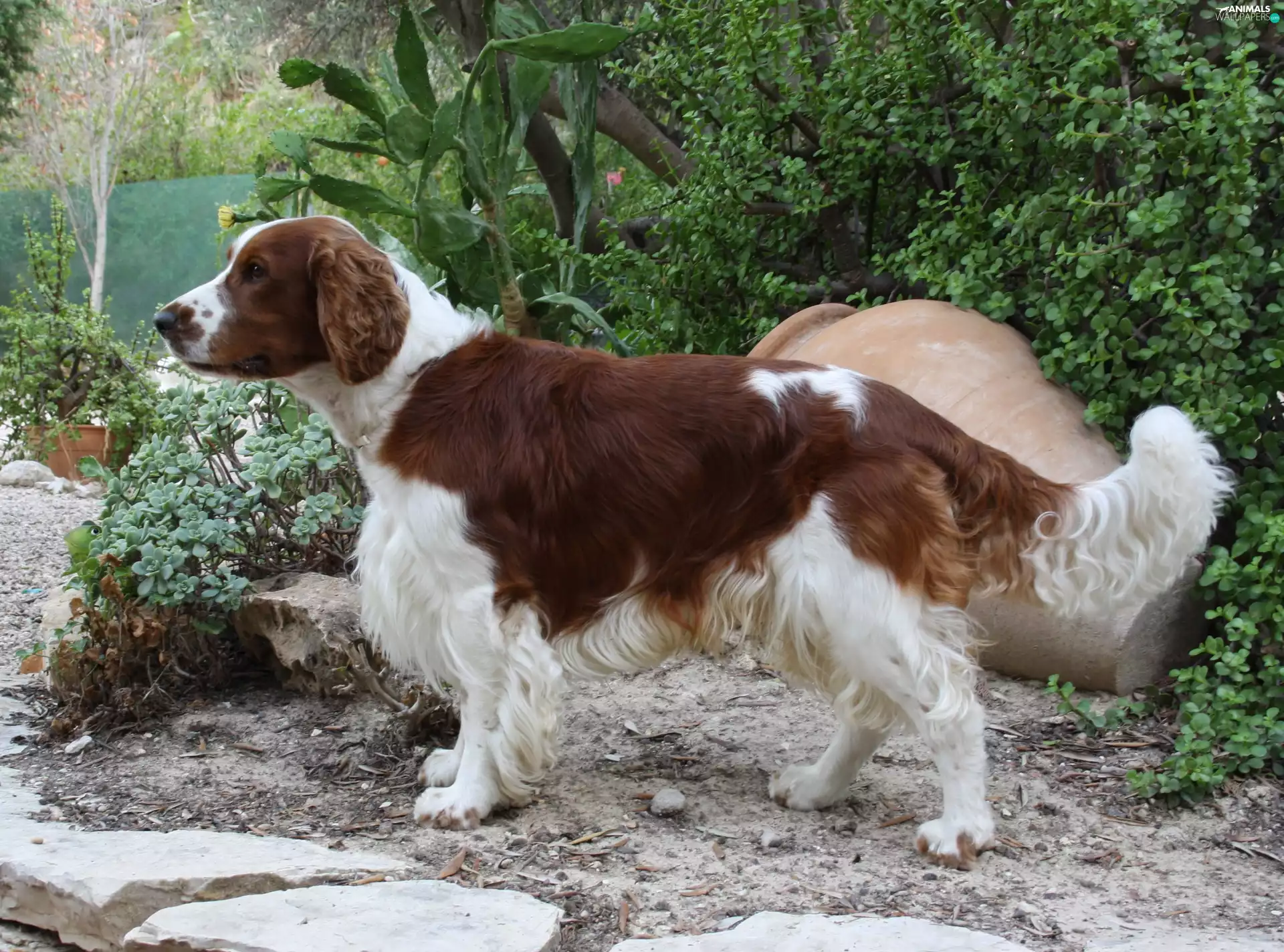 Welsh Springer Spaniel, Cactus
