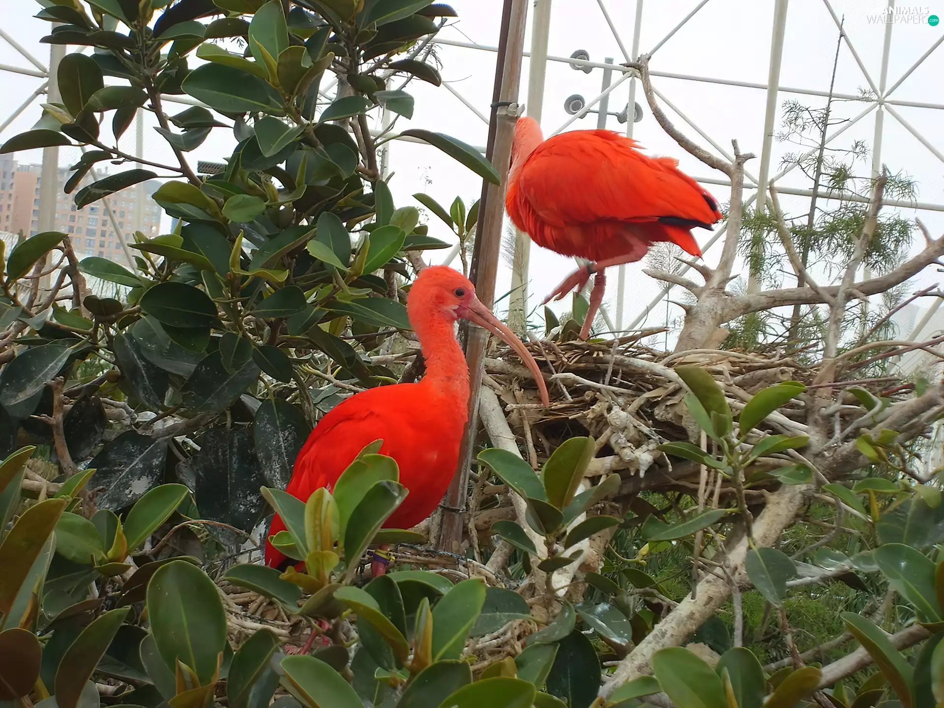 green, Scarlet Ibis, Cage