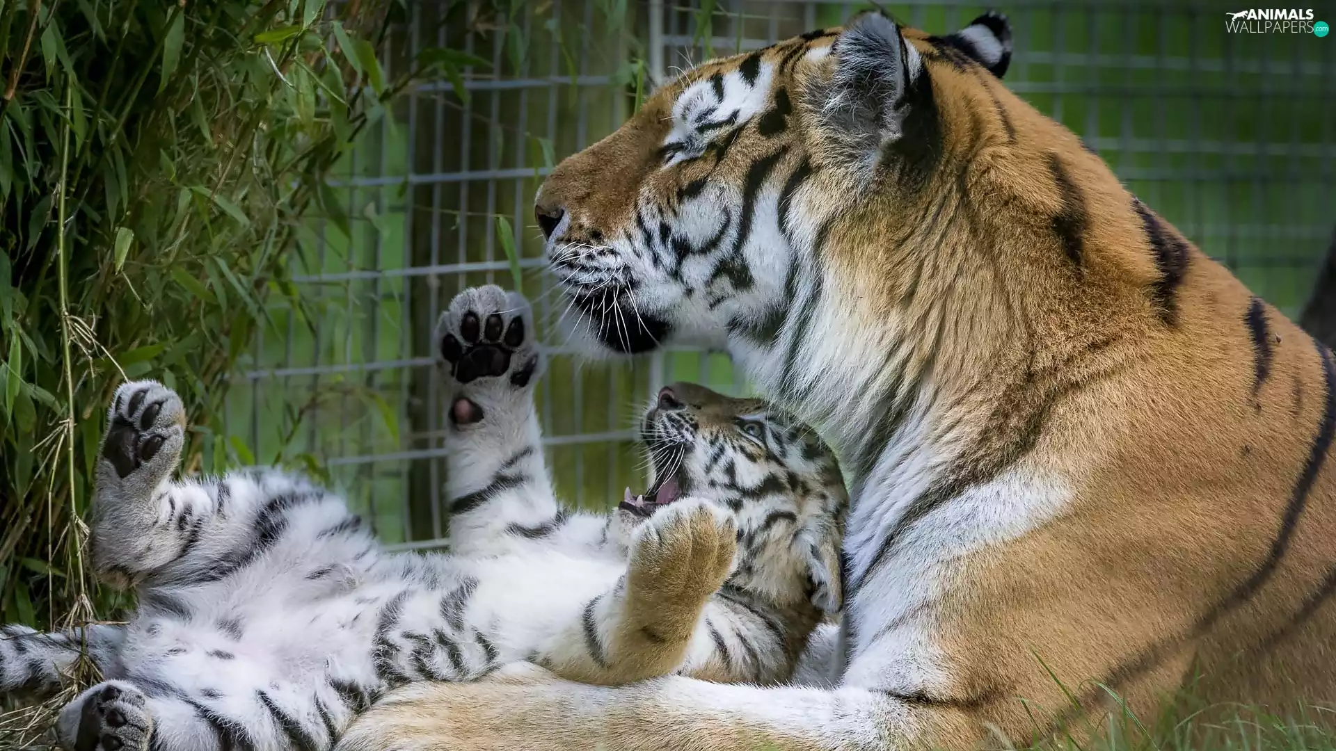 Cage, tiger, tigress