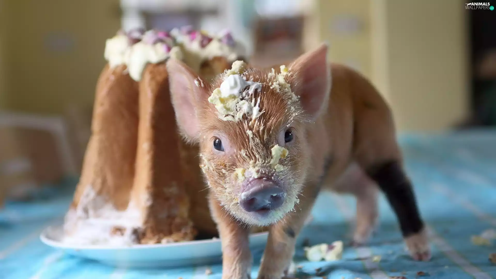 cake, guinea pig, cake