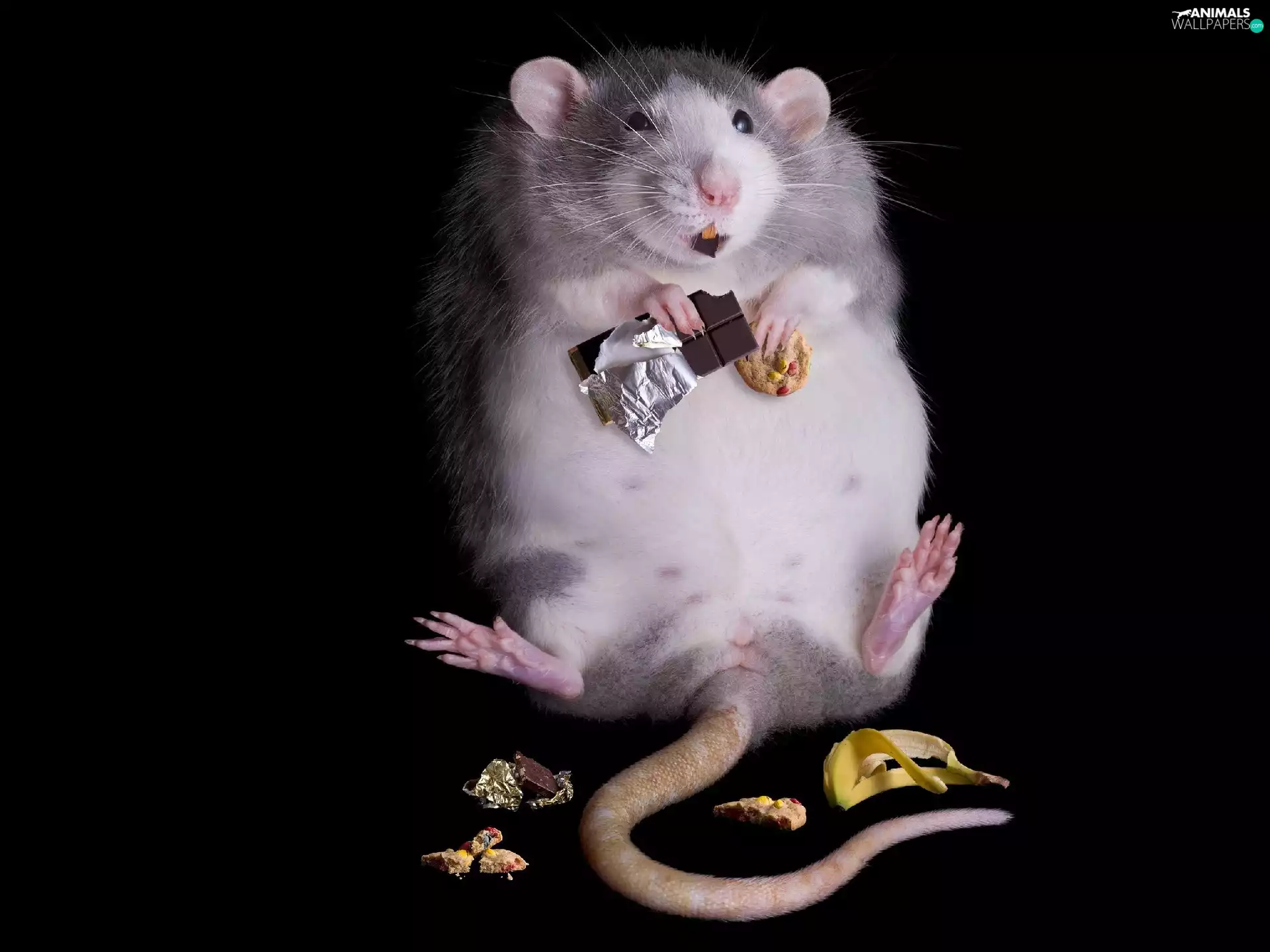 cake, rat, chocolate