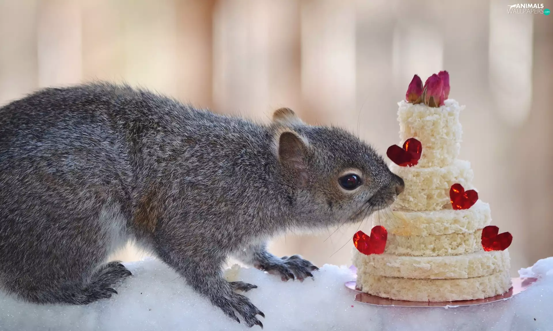 Cake, squirrel, snow