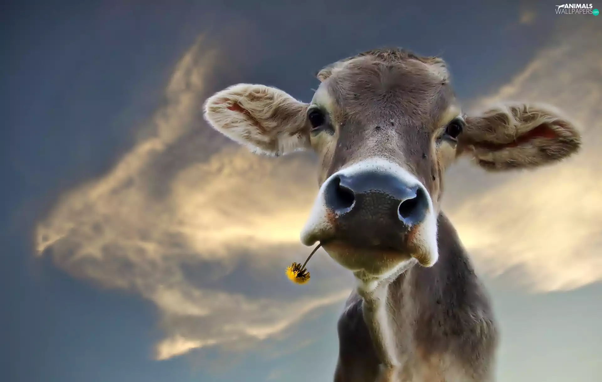 Flower, sow-thistle, Calf, Head, Cow