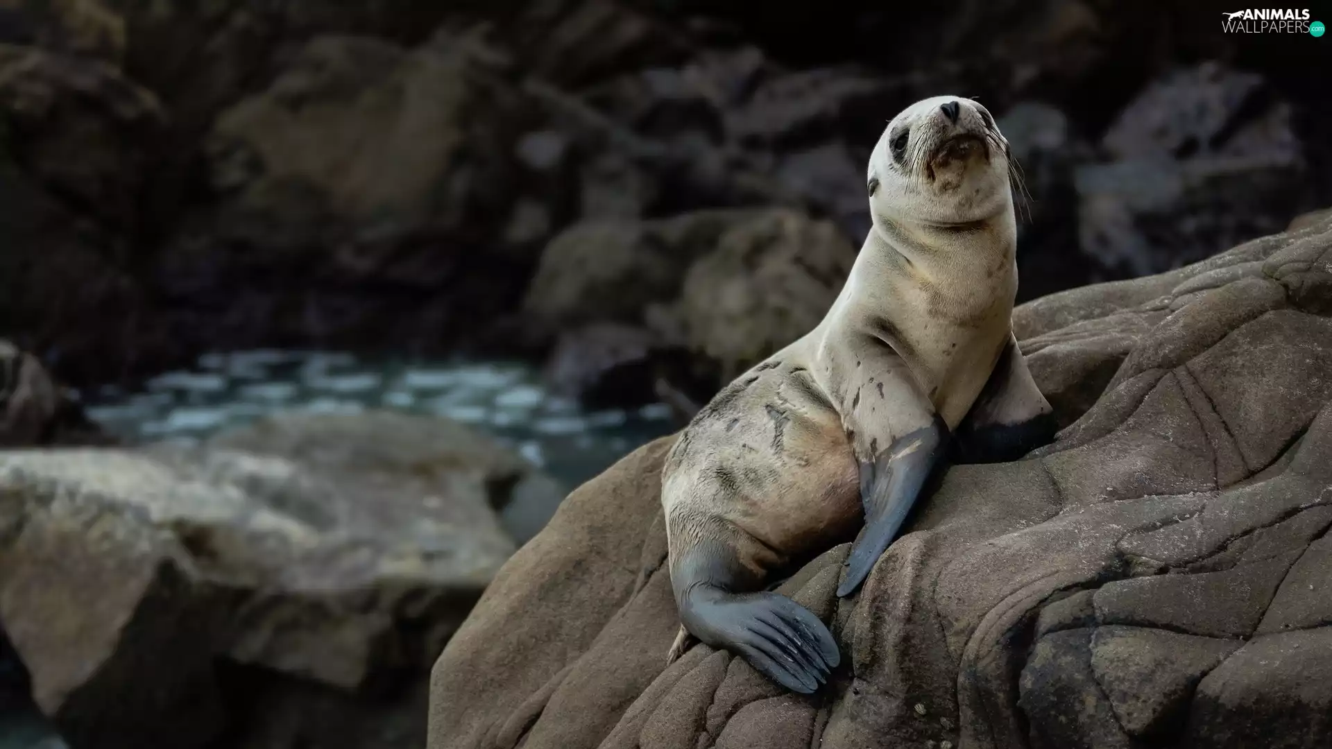 seal, rocks, Stones, California sea lion