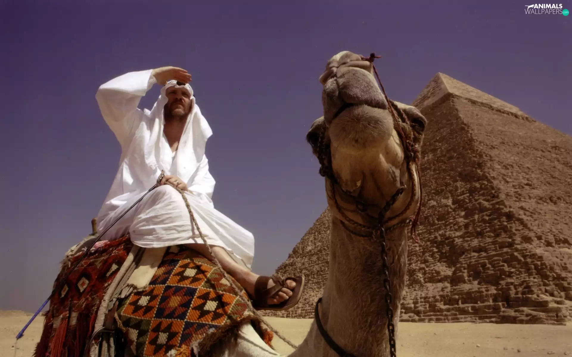 a man, Pyramid, Camel
