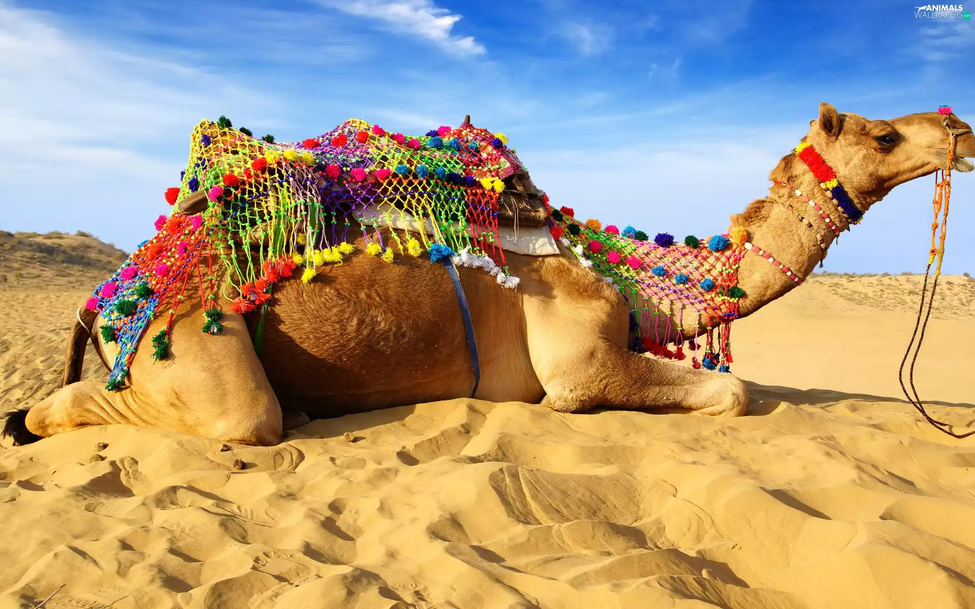Camel, Desert