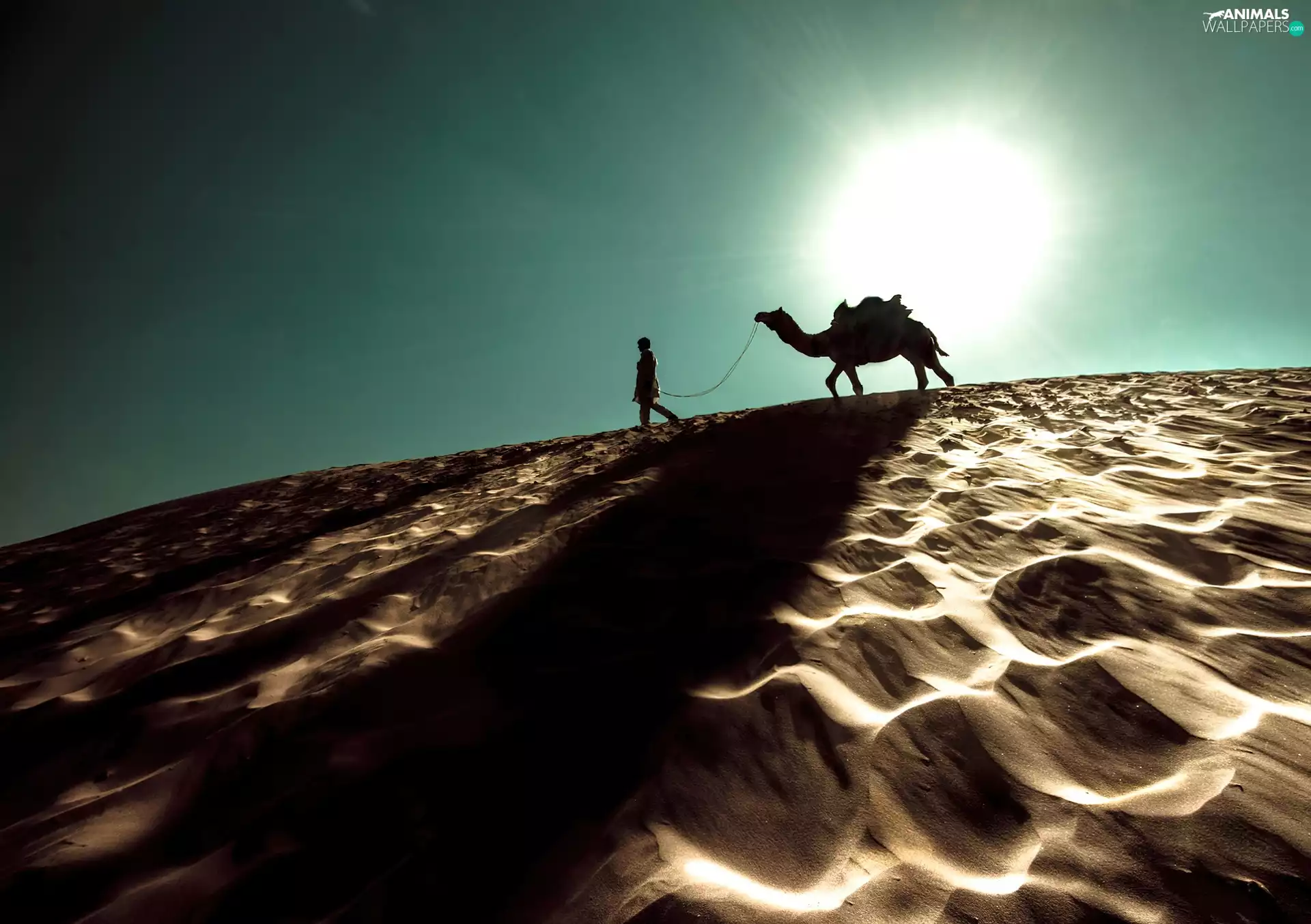 Camel, Desert, Human