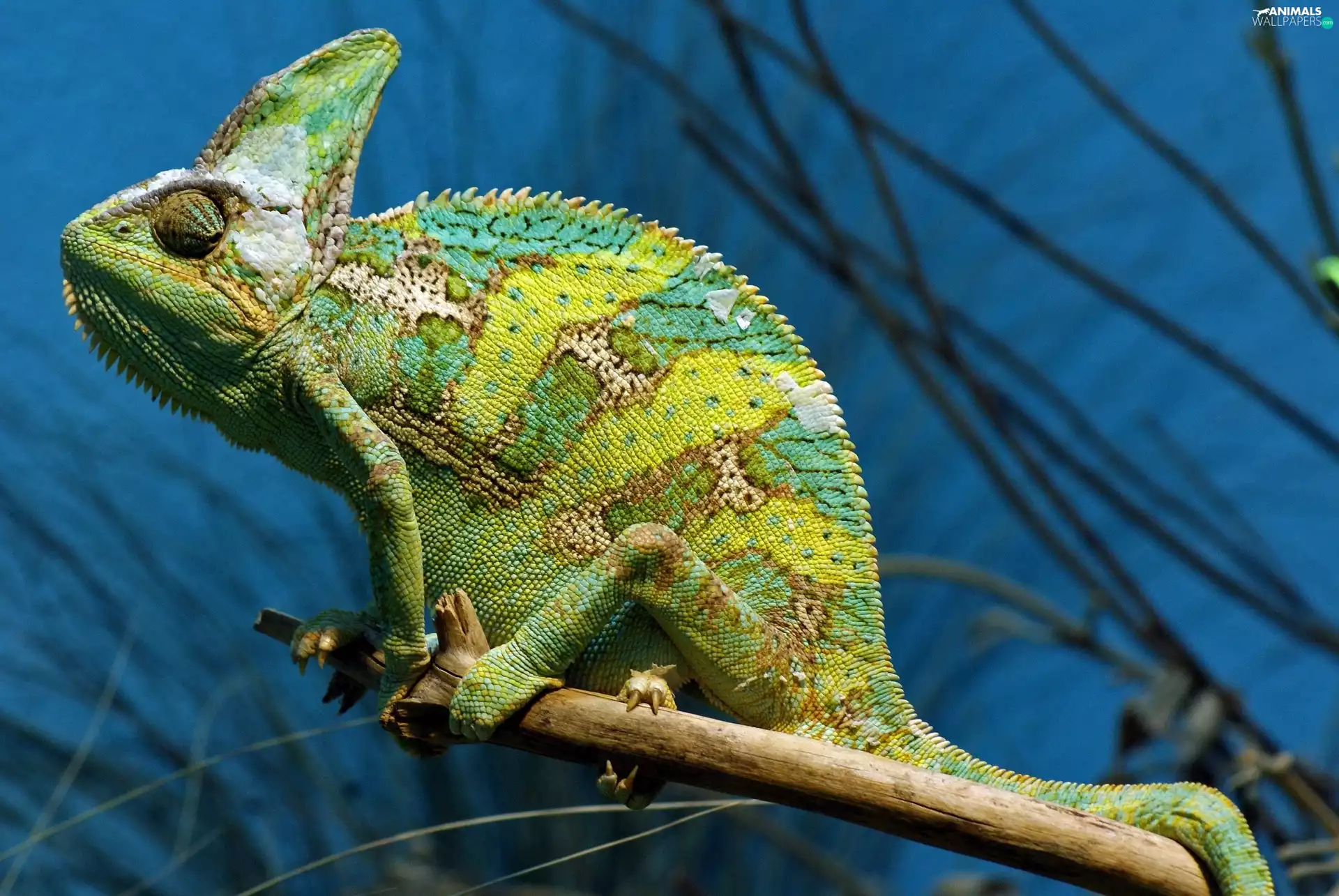 Cameleon, twig, Green