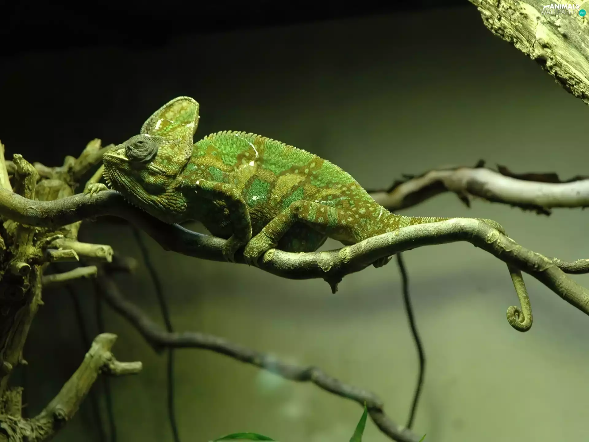 Cameleon, resting