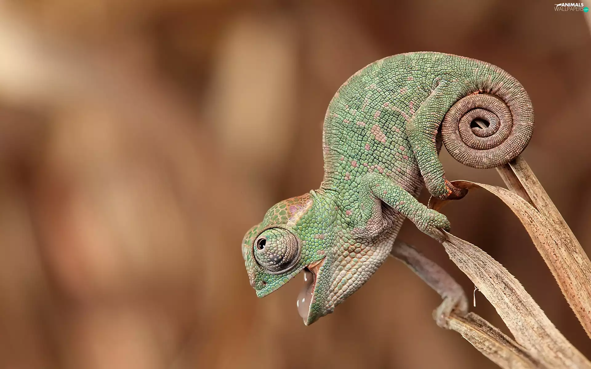 Cameleon