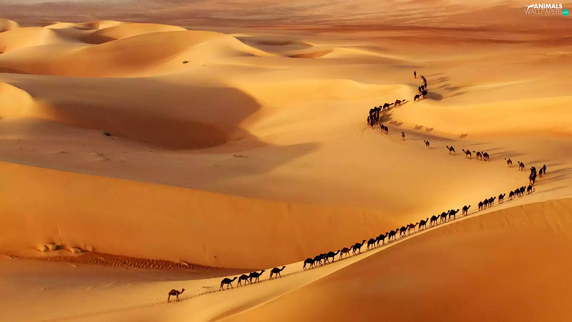 Camels, Desert, caravan