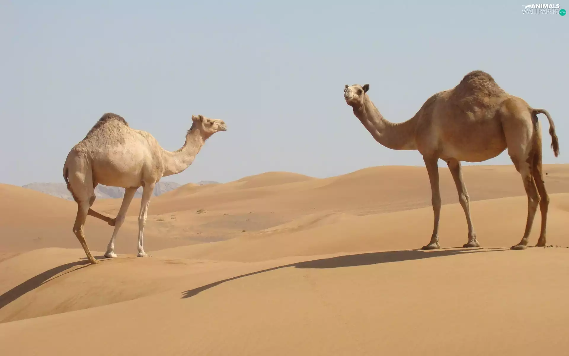 Desert, Two cars, Camels
