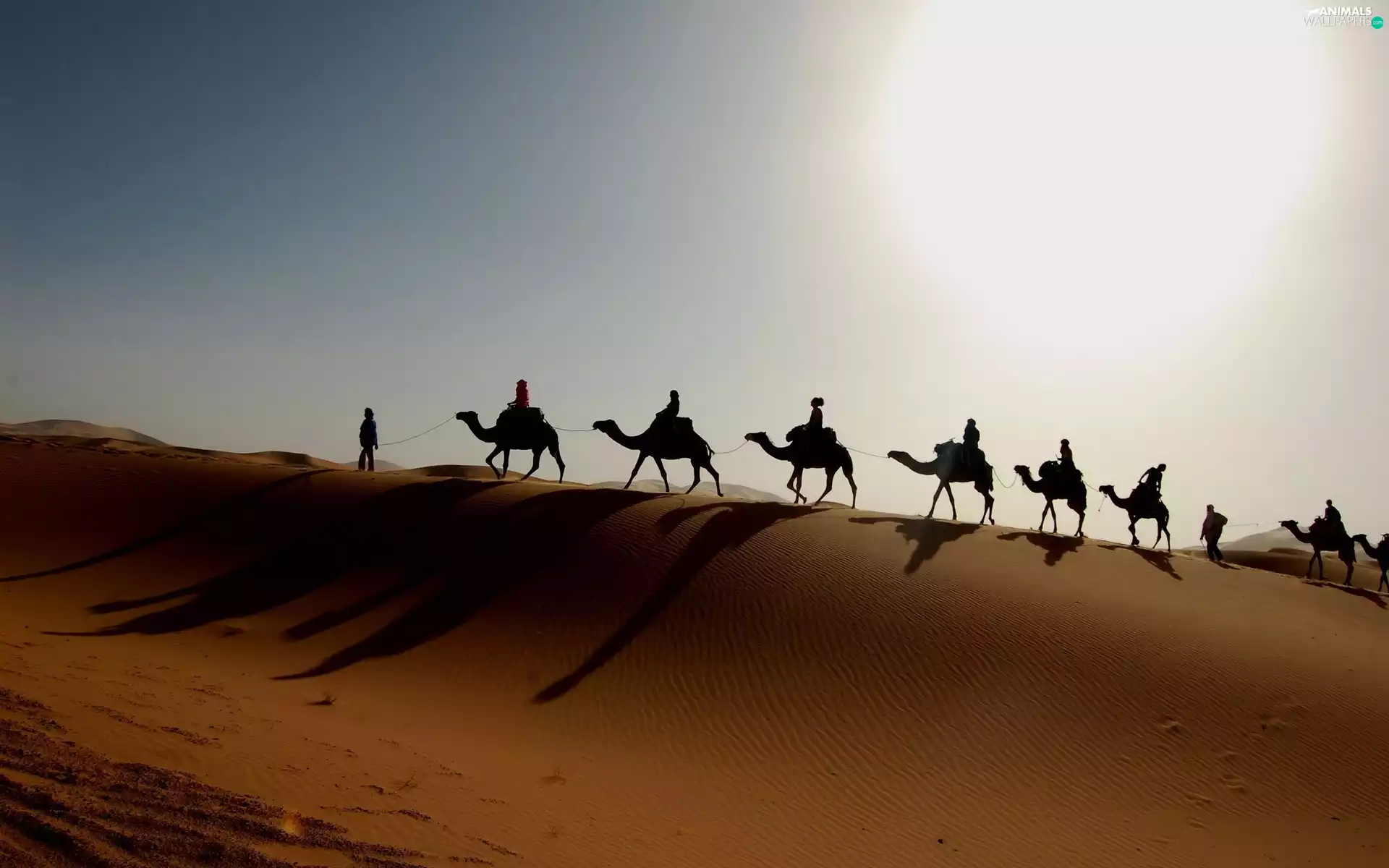 Camels, Desert